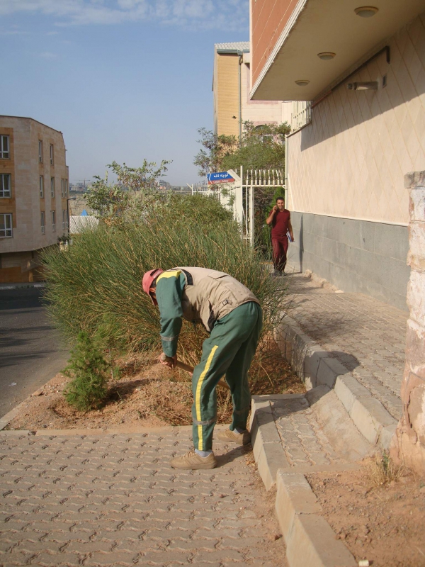 درختکاری فضای سبز رشدیه